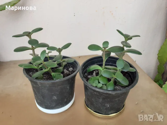 Стаен жен шен,каланхое, дърво на живота и мини скаличка, снимка 6 - Градински цветя и растения - 49531093