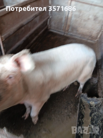 3 броя Прасета, снимка 5 - Прасета - 52589880