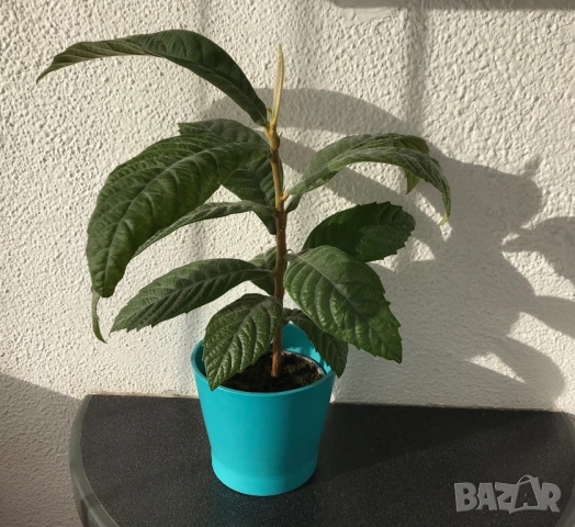 Японска мушмула 20.11.2025, снимка 3 - Градински цветя и растения - 51402359