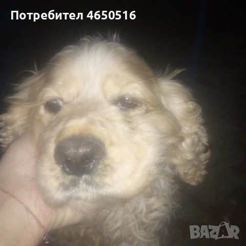 Кокер шпаньол породис , снимка 10 - Кокер шпаньол - 52407219