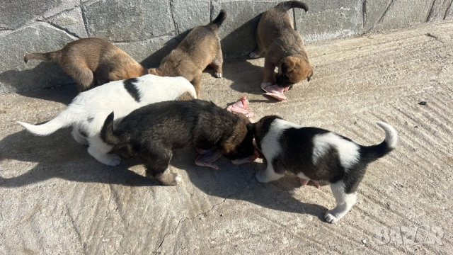 Кученца Алабай Х Малиноа Кръстоска с Доставка, снимка 2 - Други - 52220666