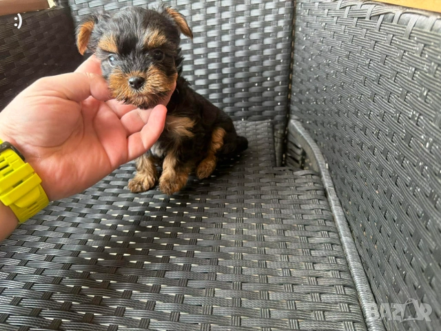 Йоркширски териер Актуално от 18.2.2026