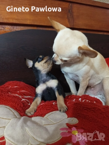 Между Пинчер-Чихуахуа , снимка 4 - Пинчер - 52356137