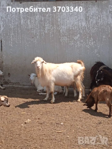 Продавам ярета, пръчове и кози, снимка 4 - Кози - 51114504