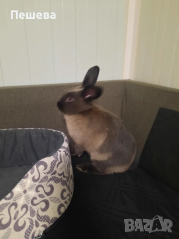 Подарявам Зайче 