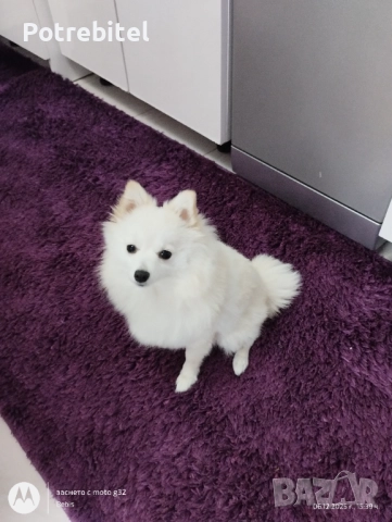 Померанче мини шпиц