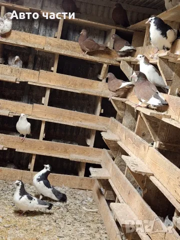 пазарджишки високолетачи гълаби те са стар ДЖИНС 