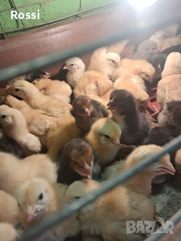 Дворни пиленца и от сини яйца, снимка 6 - Кокошки и пуйки - 53276186