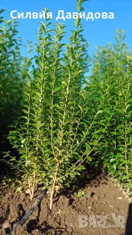 0.70 лв. Лигуструм на корен, снимка 9 - Градински цветя и растения - 52405753