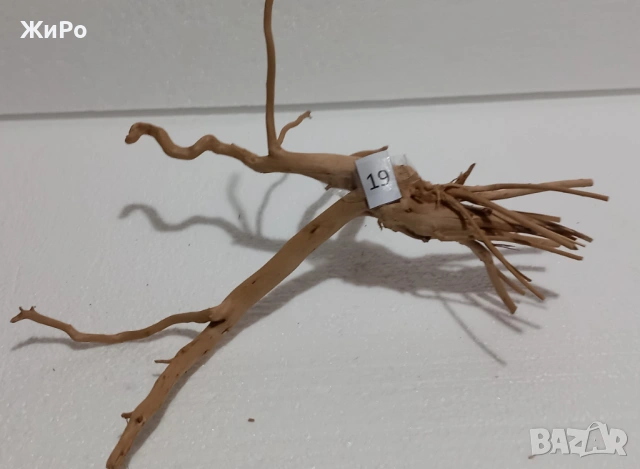 Корен от Азалия /декорация/ 19