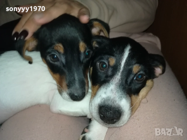 ДЖАК РЪСЕЛ БЕБЕ ПО ИЗБОР-ЖЕНСКО 2910250723, снимка 3 - Джак ръсел териер - 52219038