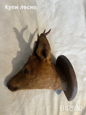 Трофей от сръндак, снимка 2 - Антикварни и старинни предмети - 48640900