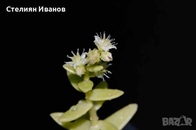 Седум на Хемсли (Sedum hemsleyanum), снимка 2 - Стайни растения - 37398327