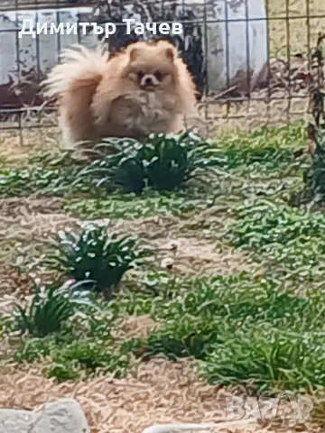 Мъжко померан, снимка 1