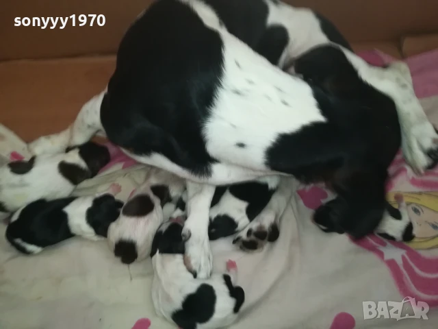 ДЖАК РЪСЕЛ БЕБЕТА-РОДЕНИ 11.08.25г 1208251833, снимка 13 - Джак ръсел териер - 51343492