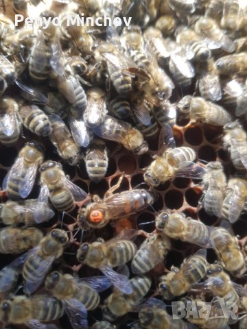 Пчелни семейства (малки) Отводка карника Carnica, снимка 2 - Други - 43328043