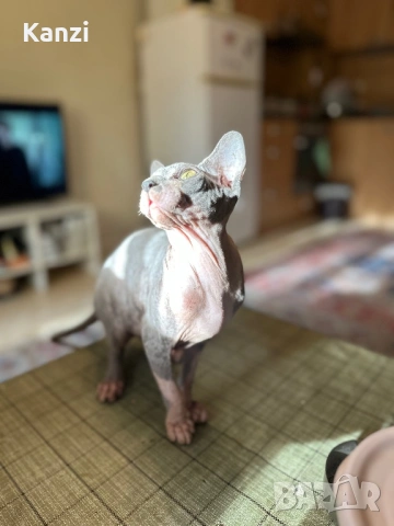 Сфинкс Sphynx, снимка 3 - Сфинксове - 53039186