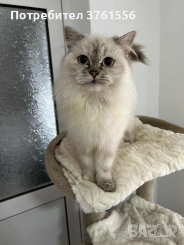 Персийско женско коте , снимка 12 - Персийска - 53438324