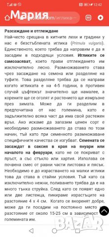 Градинска иглика в 3 цвята и разцветки.От март до Април , снимка 15 - Градински цветя и растения - 32711428