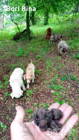кучета за Трюфели , снимка 5 - Шпаньоли - 52206296