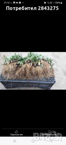 Продавам разсад ягоди , снимка 8 - Сортови семена и луковици - 49694039