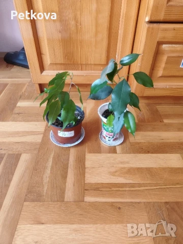 Зокуми и бенджамин, снимка 3 - Стайни растения - 49729118