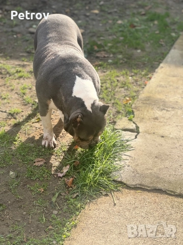 Американско були, снимка 9 - Питбул - 51911928