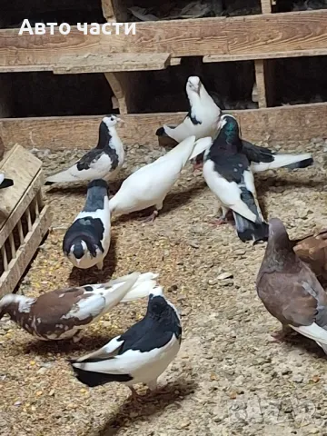 пазарджишки гълаби , снимка 5 - Гълъби - 48938177