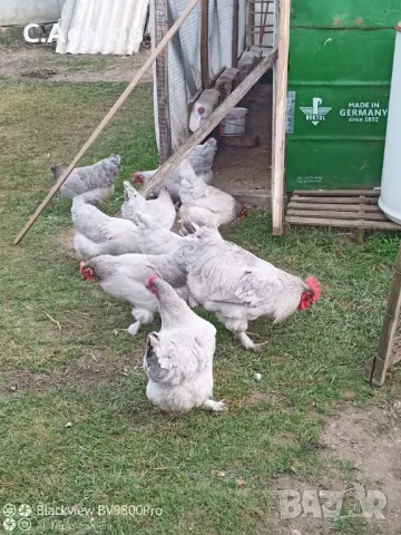 Кокошки и Яйца за люпене от маран лавандула / lavender Marans , снимка 8 - други­ - 46260051