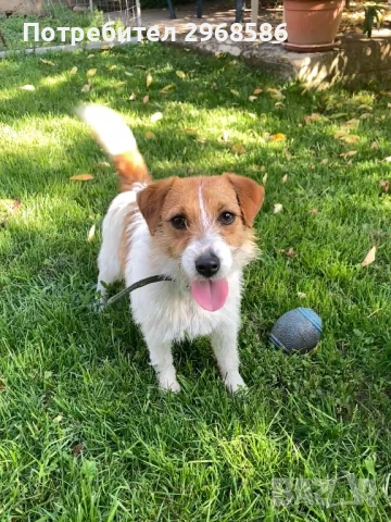 Подарявам Джак Ръсел , снимка 1