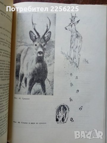 Дивеч и лов, снимка 3 - Специализирана литература - 50161294
