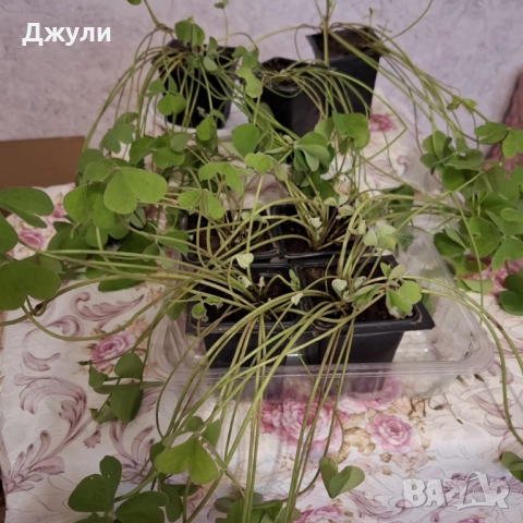 Оксалис /Детелина Бяла и Розова, снимка 2 - Стайни растения - 52404389