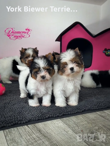 Йоркширски Териер! Пухкави приятели за деца и възрастни, снимка 4 - Йоркширски териер - 53464120