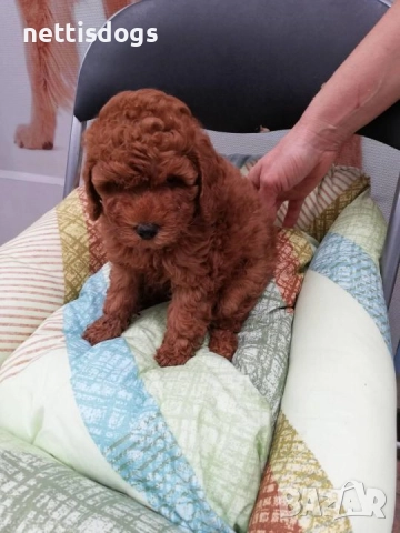 Сладък Той Пудел, снимка 3 - Пудели - 51136530