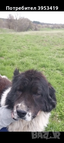 каракачански кученца със доказан произход, снимка 10 - Каракачанска овчарка - 52579680