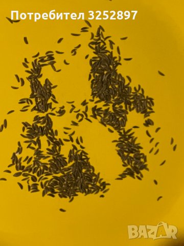 Продавам див кимион на зърна супер качество!!!, снимка 2 - Домашни продукти - 35063302