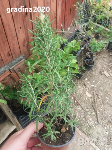 Розмарин – Разсад , снимка 3 - Разсади - 51410647