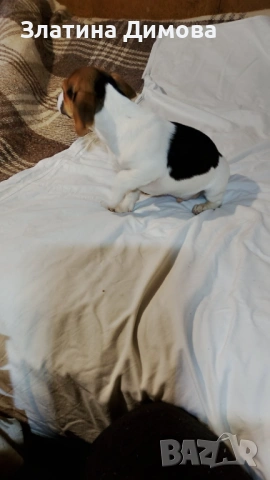 Джак ръсел териер, снимка 4 - Джак ръсел териер - 53458861