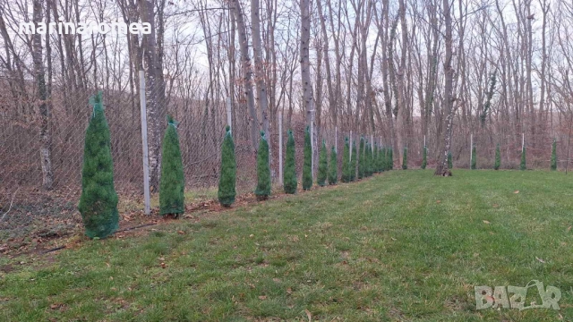 Мрежа за туя (мрежи за туи), снимка 5 - Градинска техника - 27006780