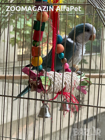 Монашески папагали, снимка 4 - Папагали - 41493704