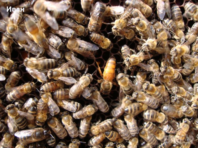 Пчелни семейства, ДБ, снимка 10 - За пчели - 39910963