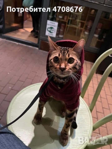 Продава се Бенгалски котарак, снимка 5 - Бенгалски - 53094161