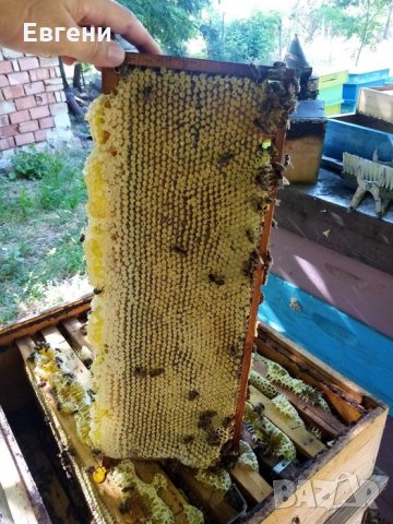 Чист натурален Пчелен мед в тенекии, снимка 4 - Пчелни продукти - 35254336