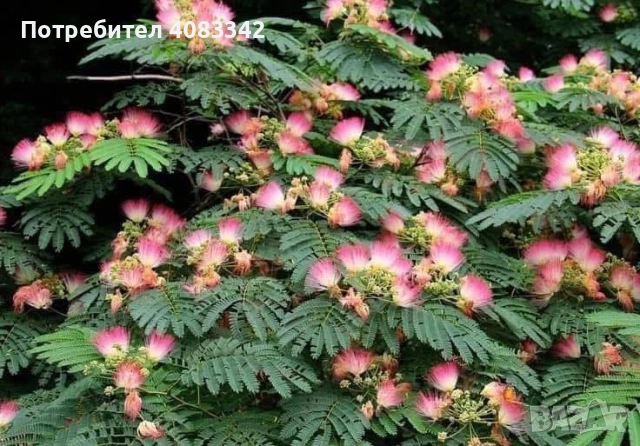 Албиция , снимка 3 - Градински цветя и растения - 52350550