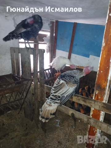 Пуйки млади 