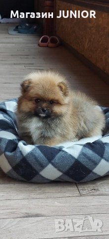 померан момче