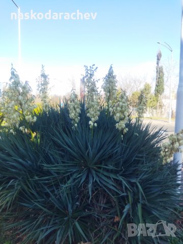 Студоустойчива Юка агаве, снимка 12 - Градински цветя и растения - 34959213
