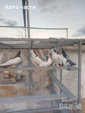 Пазарджишки високо летачи, снимка 13 - Гълъби - 37544259