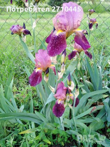 Семена от тагетис, невен, ирис, здравц, цветя, снимка 5 - Сортови семена и луковици - 42770469