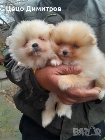 померанчета 